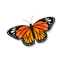 Monarch Butterfly Illustration On White Background - Vector