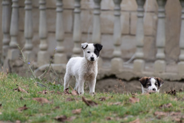 Cute small dogs standing on grass