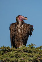 Lappet Vulture Sitting In The Tree Tops In The Masai Mara