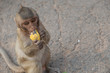 Baby monkeys who ate a delicious banana and happy.