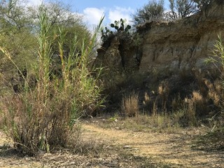 trees in the desert