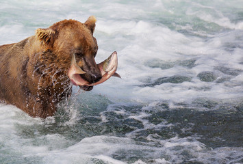 Wall Mural - Bear in Alaska