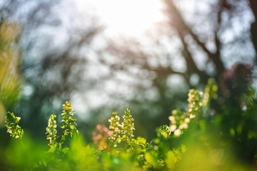 Poster - Spring forest