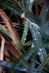 water drops on green fresh grass