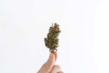 Hand holding medical marijuana bud, isolated on white background