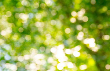 Natural green bokeh abstract background