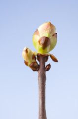 Wall Mural - European horse-chestnut blossom bud