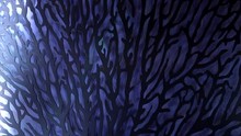 White Muffled Light On A Dark Blue Relief Wall With Violet Coral-shaped Ornamental Element, Close-up. Dark Purple Decorative Element With Semi-transparent Shadows On Violet Relief Wall.