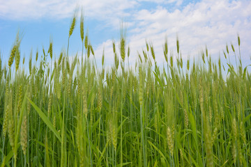 Close up of young green wheat on the field