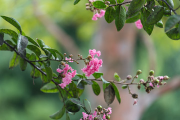 Canvas Print - Beautiful pink flowers of Crepe Myrtle tree