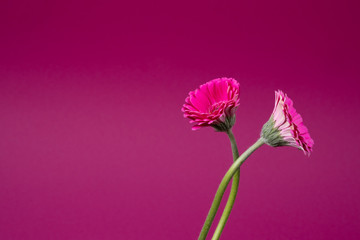 Two fresh pink Gerbera flower blossom on pink background copy-space