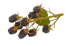 Fresh Branch Blackberries Isolated On White Background