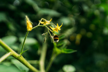 Bumblebee Pollination Making A Flower Of A Bush Planted In A Greenhouse Tomato