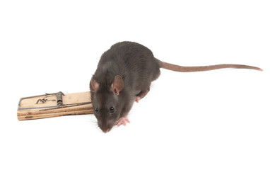 Poster - gray rat isolated