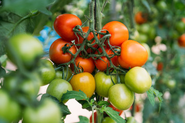 Red fresh ripe tomatoes in greenhouse. Ecological crop