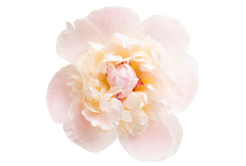 Wall Mural - beautiful peony isolated