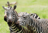 Fototapeta Konie - Zebras in Tsavo East National Park, Kenya, Africa