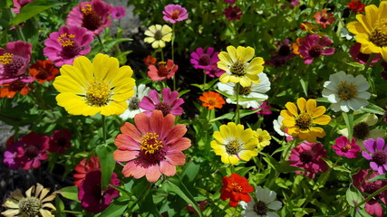 Sommerblumen Beet Zinnia elegans - Zinnien 