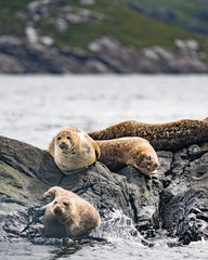 Wall Mural - Harbour Seals basking on a rock at Loch Coruisk, Isle of Skye, Scotland 