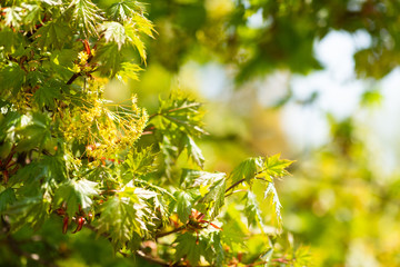 Poster - Spring branch of tree with fresh green leaves in morning sunlights