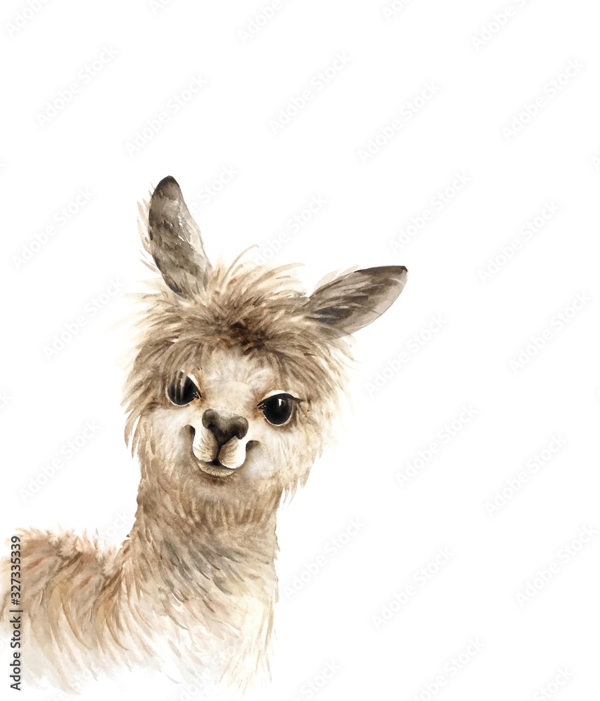 alpaca cute fluffy animal with big eyes, watercolor illustration on white background - obrazy, fototapety, plakaty 