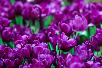 Wall Mural - Beautiful tulip flowers with blured background in the garden. Purple tulip flowers. Selective focus.