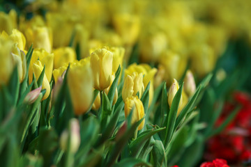 Wall Mural - Beautiful tulip flowers with blured background in the garden. Yellow tulip flowers. Selective focus.