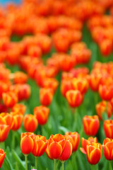 Wall Mural - Beautiful tulip flowers with blured background in the garden. Orange tulip flowers. Selective focus.