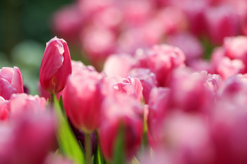 Wall Mural - Beautiful tulip flowers with blured background in the garden. Pink tulip flowers.