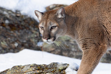 Cougar Or Mountain Lion (Puma Concolor) Walking On Top Of Rocky Mountain In The Winter Snow