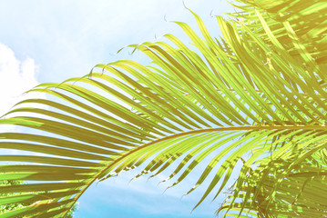 Beautiful coconut palm leaf against blue sky at summer day