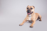 Fototapeta  - Cute and funny brown american pitbull dog posing for the camera in a studio