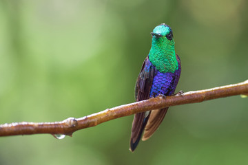 Amazing and beautiful hummingbird perched on a branch