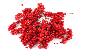 Sticker - Schisandra chinensis (five flour fruit, magnolia berry)