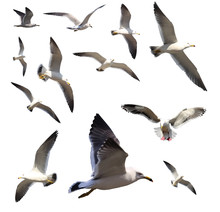 Flying Sea Gulls Isolated On White
