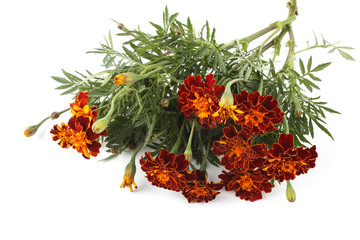 Poster - Marigolds isolated on white