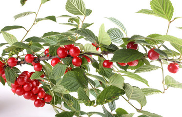 Poster - Nanking cherry branch