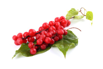 Wall Mural - Schisandra Chinensis isolated on white