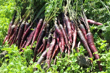 Poster - Violet carrots harvest