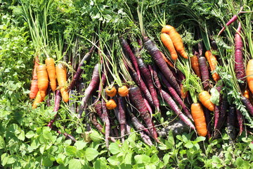 Poster - Carrots and unusual violet carrots harvest