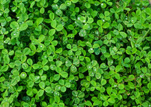 Green Small Leaves And Water Droplets On Them. Close Up Aerial View Of A Patch Of Green Clovers With Wet Water Dew Drops.