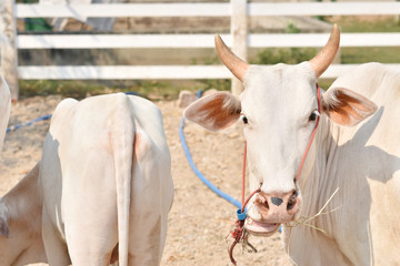 close up of a white cattle face