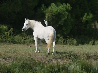 Camargue white horse grazing with a white heron on its back