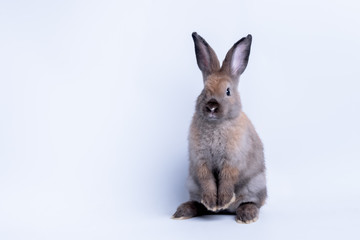 Gray brown fur rabbit Standing with 2 hind legs  and looking forward, On white background, to pet and animal concept.