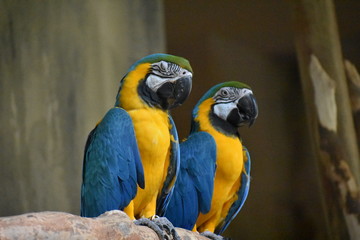 Beautiful birds nature captured in Canada