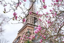 Blooming Magnolia Tree Near The Eiffel Tower In Paris, France.