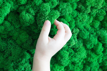 Wall Mural - child touches green moss with his hands