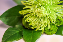 A Fresh, Vivid Green Spider Mum Flower And Foliage Against A White Background