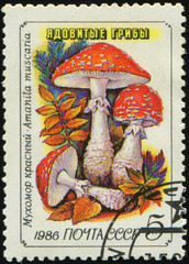 Wall Mural - USSR - CIRCA 1986: stamp 5 Soviet kopek printed by USSR, shows mushrooms Fly agaric (Amanita muscaria), circa 1986