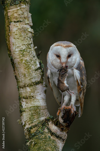Fotomural Beautiful Barn owl (Tyto alba) eating a mouse (prey) at dusk